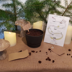 Kit petit pot avec graines de plantes aromatiques - Semences du Puy
