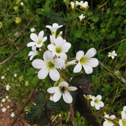 Saxifraga granulata - Semences du Puy