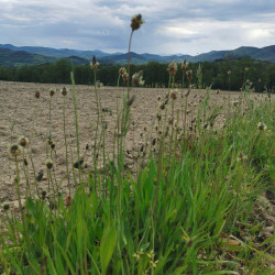 Plantago lanceolata - Semences du Puy