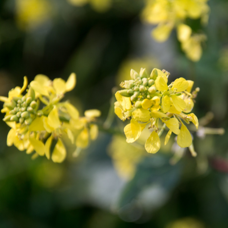Engrais Vert Automne Mélange de Graines pour Biomasse Automne — free download