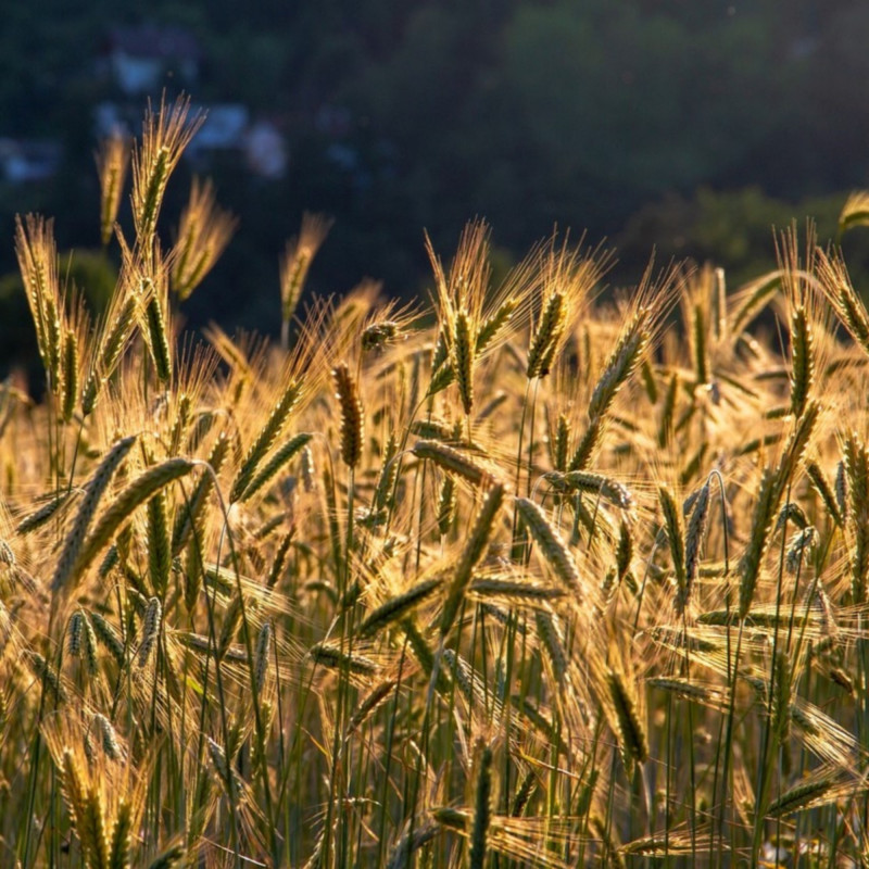 Engrais Vert Automne Mélange de Graines pour Biomasse Automne — free download