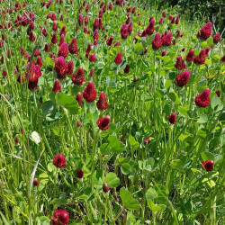 Trifolium incarnatum - Semences du Puy
