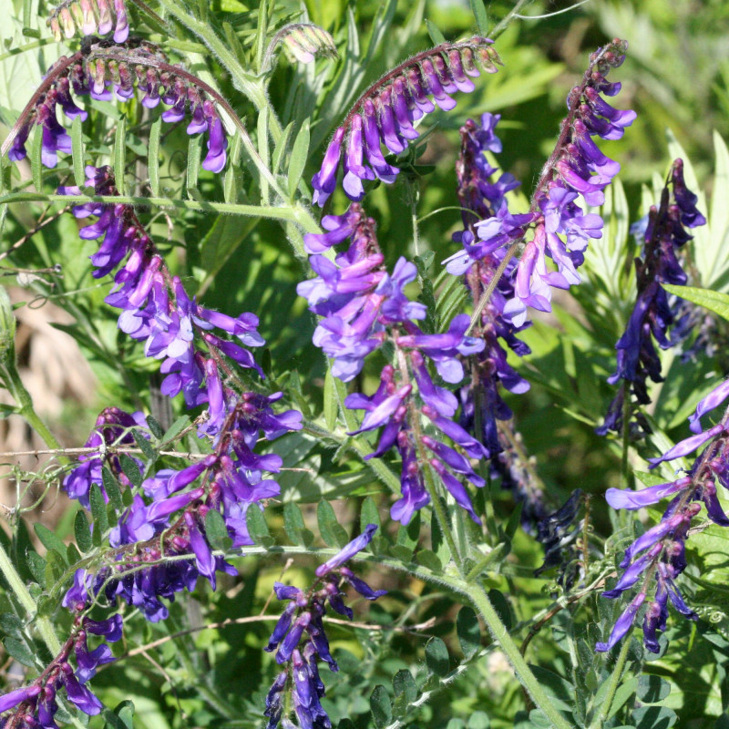 Engrais Vert Automne Mélange de Graines pour Biomasse Automne — free download