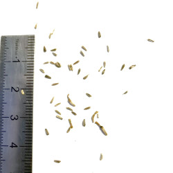 Graines de Leucanthemum vulgare - Semences du Puy