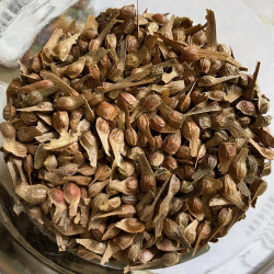 Graines de Acer palmatum atropurpurea par Semences du Puy