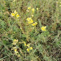 Linaria vulgaris - Semences du Puy