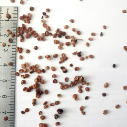 Graines de Lonicera xylosteum - Semences du Puy