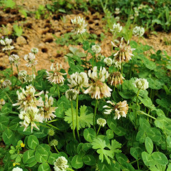 Trifolium repens - Semences du Puy