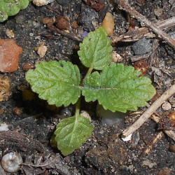 Nepeta cataria var. citriodora de Salicyna, CC BY-SA 4.0, via Wikimedia Commons