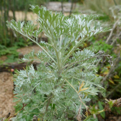 Artemisia absinthium de Wilrooij, CC BY-SA 4.0, via Wikimedia Commons