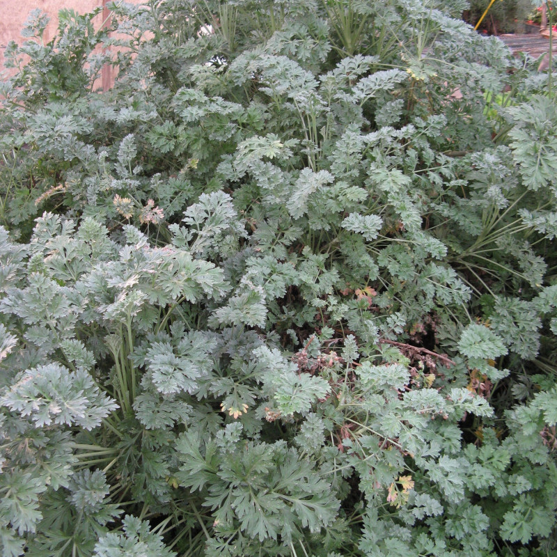 1000 Graines D'Absinthe - SemiSauvage Permaculture – Acheter Les Meilleurs Produits Dans La Boutique En Ligne - Foto 2