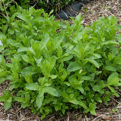 Mentha piperita de Jamain, CC BY-SA 3.0, via Wikimedia Commons