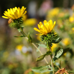 Grindelia robusta de Niccolò Caranti, CC BY-SA 4.0, via Wikimedia Commons