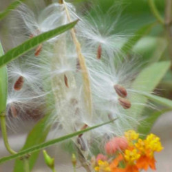 Asclepias_curassavica de Jeffdelonge, CC BY 3.0, via Wikimedia Commons