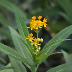 Asclepias curassavica 'Silky_Gold' de Dinesh Valke from Thane, India, CC BY-SA 2.0, via Wikimedia Commons