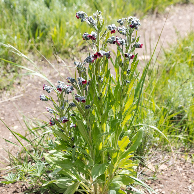 Cynoglossum officinale de Jacob W. Frank, Public domain, via Wikimedia Commons