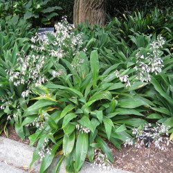 Arthropodium cirratum de Wendy Cutler, CC BY 2.0, via Wikimedia Commons