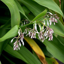 Arthropodium cirratum de Krzysztof Golik, CC BY-SA 4.0, via Wikimedia Commons