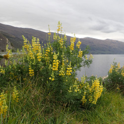 Lupinus arboreus de Krzysztof Ziarnek, Kenraiz, CC BY-SA 4.0, via Wikimedia Commons