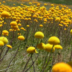 Billy Buttons de AndrewMarkHurley, CC BY-SA 4.0, via Wikimedia Commons