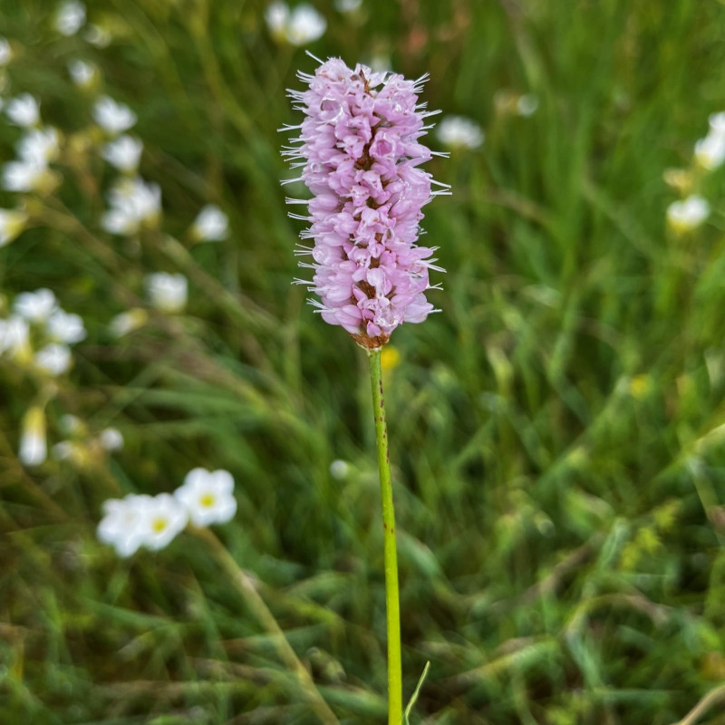 Bistorta officinalis par Semences du Puy