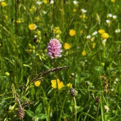 Bistorta officinalis par Semences du Puy