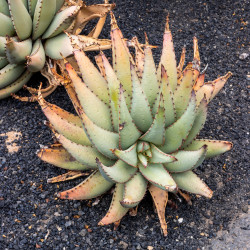 Aloe claviflora de Photograph by Mike Peel (www.mikepeel.net), CC BY-SA 4.0, via Wikimedia Commons