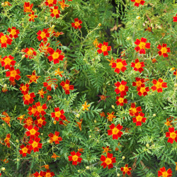 Tagetes tenuifolia Red Gem de Agnieszka Kwiecień, Nova, CC BY-SA 4.0, via Wikimedia Commons
