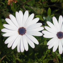 White osteospermum de Alvesgaspar, CC BY-SA 3.0, via Wikimedia Commons