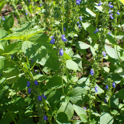 Salvia hispanica de Krzysztof Ziarnek, Kenraiz, CC BY-SA 4.0, via Wikimedia Commons