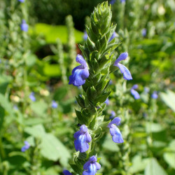 Salvia hispanica de Krzysztof Ziarnek, Kenraiz, CC BY-SA 4.0, via Wikimedia Commons