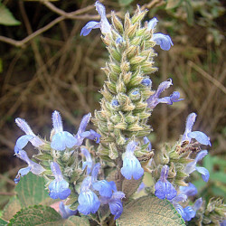 Salvia hispanica de Dick Culbert from Gibsons, B.C., Canada, CC BY 2.0, via Wikimedia Commons