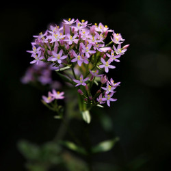 Centaurium erythraea de Assianir, CC BY-SA 4.0, via Wikimedia Commons