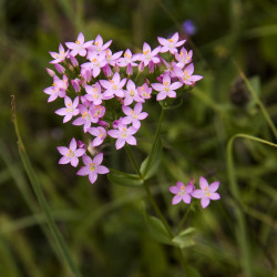 Centaurium erythraea de Ines Zgonc, CC BY-SA 4.0 via Wikimedia Commons