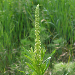 Reseda luteola de Robert Flogaus-Faust, CC BY 4.0, via Wikimedia Commons