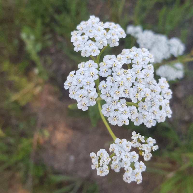 Achillea millefolium Semences du Puy