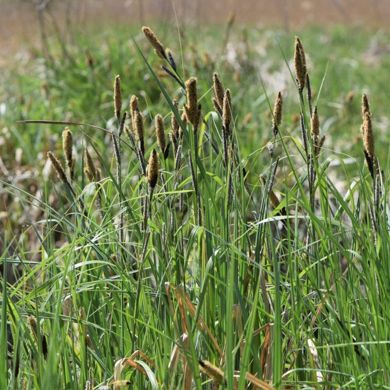 Carex acutiformis de Krzysztof Ziarnek, Kenraiz, CC BY-SA 4.0, via Wikimedia Commons