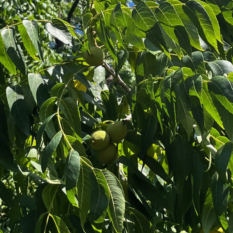 Juglans nigra par Semences du Puy