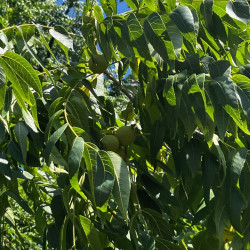 Juglans nigra par Semences du Puy