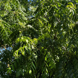 Juglans nigra par Semences du Puy