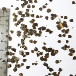 Graines d'Aristolochia elegans - Semences du Puy