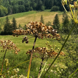 Heracleum sphondylium par Semences du Puy