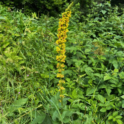 Verbascum nigrum par Semences du Puy