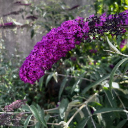 Buddleia davidii Semences du Puy