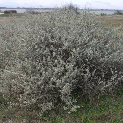 Atriplex halimus de Fabricio Cardenas, CC BY-SA 4.0, via Wikimedia Commons