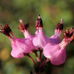 Erica umbellata de Krzysztof Ziarnek, Kenraiz, CC BY-SA 4.0, via Wikimedia Commons