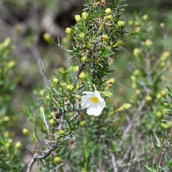 Cistus clusii de Krzysztof Ziarnek, Kenraiz, CC BY-SA 4 via Wikimedia Commons