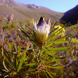 Protea longifolia de Nanosanchez, CC BY-SA 3.0, via Wikimedia Commons