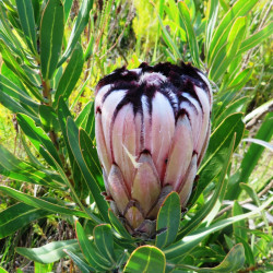 Protea neriifolia de linkie, CC BY 4.0, via Wikimedia Commons