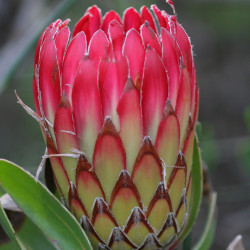 Protea obtusifolia de Ragnhild&Neil Crawford from Sweden, CC BY-SA 2.0, via Wikimedia Commons